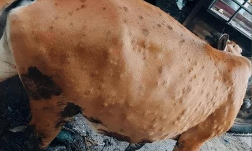 Bệnh Sarcoidosis ở bò: Chẩn đoán và điều trị khẩn cấp các khối u!