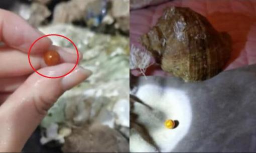 Mua ốc biển về ăn, người phụ nữ may mắn 'cắn' luôn được viên ngọc quý hiếm trị giá hàng trăm triệu 