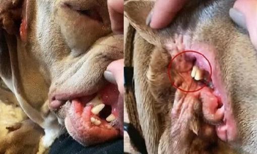 Trên tai chú chó có những cục màu vàng, người chủ lúc đầu tưởng đó là ráy tai, nhìn kỹ lại sợ toát mồ hôi hột