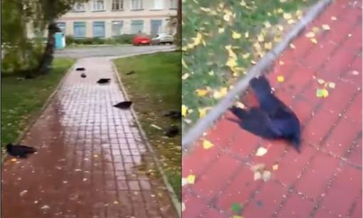 Hàng trăm con quạ từ trên trời rơi xuống chết đột ngột, bác sĩ thú y bàng hoàng: suốt 40 năm, lần đầu tiên tôi nhìn thấy cảnh này