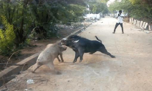 Người nông dân nuôi lợn nhà và lợn rừng cùng một chỗ, nhưng cảnh tượng thương tâm đã bất ngờ xảy ra!