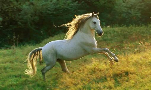 Nửa cuối tháng 11/2021: 3 con giáp cần hết sức cẩn trọng kẻo vướng họa phá tài, tiền bạc đội nón ra đi