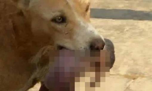 Hình ảnh chú chó hoang ngoạm bé sơ sinh còn nguyên dây rốn đi tìm người giúp đỡ lay động triệu trái tim