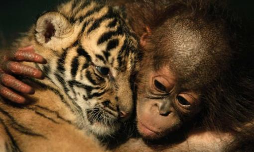 Cha mẹ tuổi nào không hợp sinh con năm Nhâm Dần 2022, xem ngay để tránh những điều bất lợi, xui xẻo