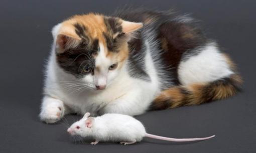 Tử vi 12 con giáp thứ 3 ngày 7/12/2021: Tuổi Tý làm ăn hết sức thuận lợi, Mão gặp điềm báo tiểu nhân