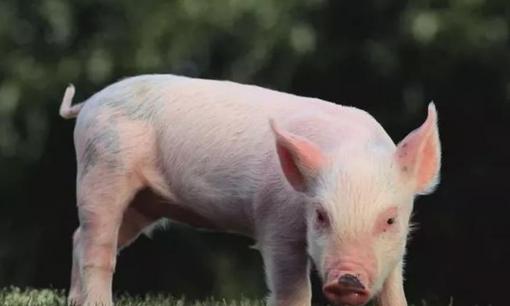 Các bác sĩ khuyến cáo nên ăn ít 6 bộ phận này của con lợn, ruột già là phần cuối cùng được nhiều người thích ăn 