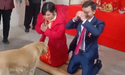 Khi một đôi vợ chồng mới cưới ở Hà Châu, Quảng Tây làm lễ thành hôn, đã xảy ra cảnh tượng 'cười nghiêng ngả'