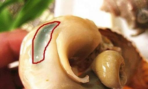 Màu vàng ở đuôi ốc xà cừ có phải là 'vàng' hay 'phân' không? Nếu không hiểu thì đừng ăn nhé