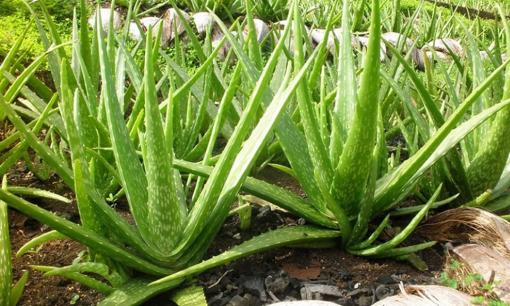 3 loại hoa này giúp trấn an tinh thần và thúc đẩy giấc ngủ, trồng một chậu trong 'phòng ngủ', không lo mất ngủ và cả đêm thoải mái