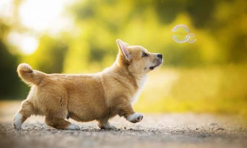 Tết dương lịch 2022: 3 con giáp may mắn ngút trời, sự nghiệp khởi sắc không ngừng, cuộc sống viên mãn hạnh phúc