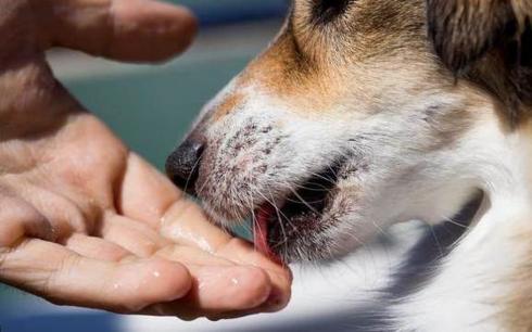 Con chó luôn liếm tay và chân của bạn. Hóa ra nó đang nói với bạn những điều này. Giờ biết cũng chưa muộn