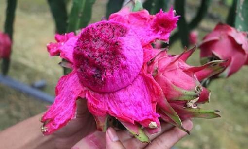 Đừng vất vỏ quả thanh long đi, nó có thể giải quyết rất nhiều vấn đề, vậy mà ít người biết quá!