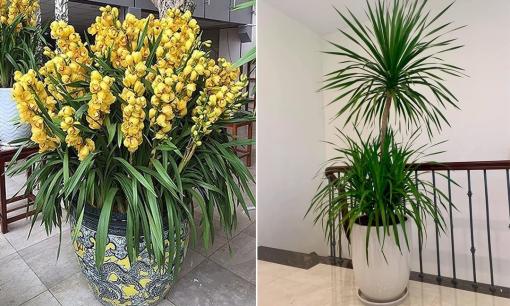 Ngày cuối năm, đặt ngay những cây cảnh hút tài hút lộc này trong nhà giúp gia chủ tài lộc hanh thông, tiền vào chật két