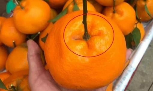 Quýt có sự khác biệt rất lớn giữa 'mềm' và 'cứng', nhìn vào 3 chỗ này mới chọn được quả tươi ngon