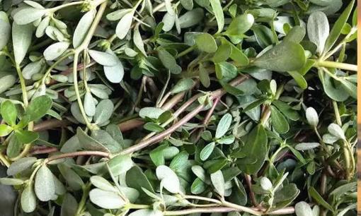 Dù đàn ông và phụ nữ ăn nhiều món này thì hôm sau đi tiêu phân đen, hết táo bón và tàn nhang, vóc dáng thon gọn