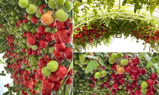 Đã mắt với giàn cà chua cho cả tạ quả mỗi mùa ở Lào Cai, bí quyết trồng và chăm sóc là gì?