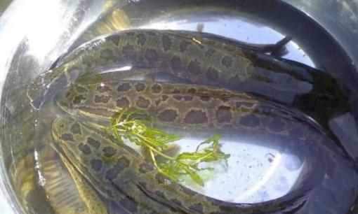 Mặc dù loài cá nước ngọt này rất ngon, nhưng thực ra lại cực kỳ hung dữ, thậm chí ăn thịt cả đồng loại của mình!