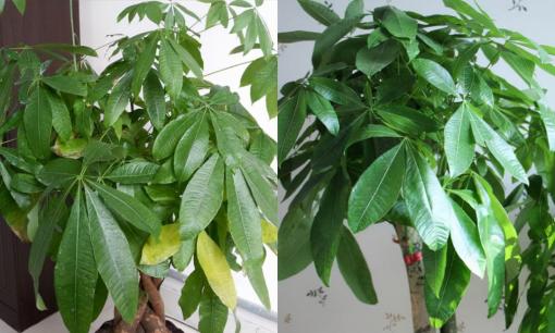 Cây kim ngân 'vàng lá', cho nó 'ăn mấy lọ thuốc', sau 1 tháng lá bóng dầu và xanh mướt