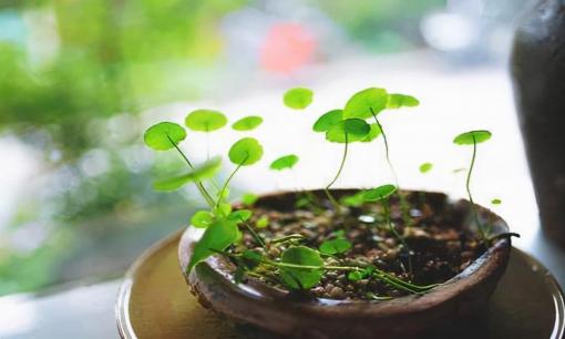 Người đã ngoài 50 nhưng lại có thể phát tài thì đa phần là những kiểu người này