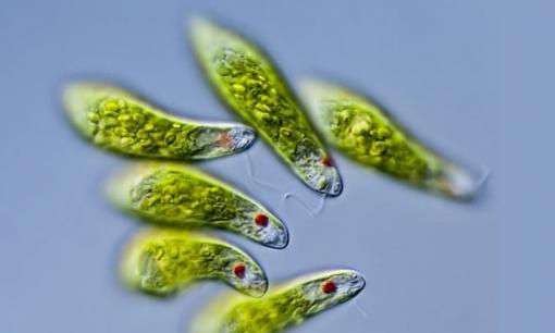 Sống ký sinh là gì? Nghĩa bóng của của sống ký sinh mà giới trẻ hay nhắc tới?