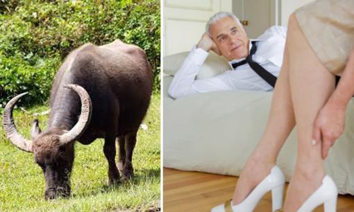 'Trâu già gặm cỏ non' nghĩa là gì và việc sử dụng câu nói này để 'ám chỉ ai?'