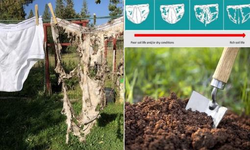 Vùng đất kì lạ, chôn quần lót xuống đất ruộng để kiểm tra tình trạng sức khỏe của đất