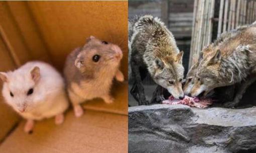 Tại sao động vật có vú lại không thể ăn thịt đồng loại? 'Bệnh chết cười' hay là thể đạm độc?