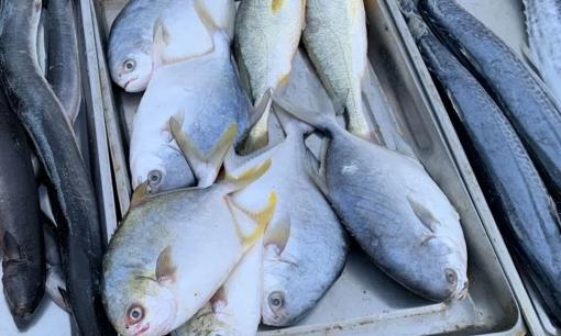 Khi mua cá cho ngày Tết, người thông minh hãy chọn 4 loại cá này, vừa rẻ, vừa ngon