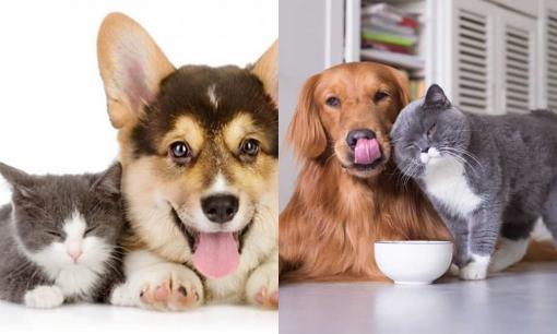 Một cách cực kỳ hữu hiệu mà đơn giản không ai ngờ tới giúp cho chó mèo ở chung một cách cực kỳ hòa thuận
