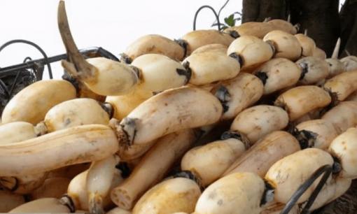 Khi mua củ sen, bạn đừng đếm số lỗ, hãy ghi nhớ 3 điểm này là bạn có thể biết được củ sen có giòn hay không