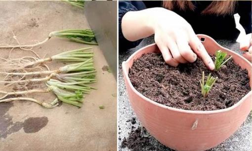 Đừng vứt bỏ rễ rau mùi, hãy trồng nó vào chậu và nó sẽ phát triển tươi tốt chỉ với một bước nữa