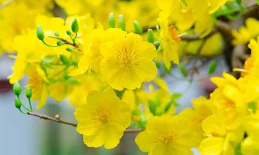 Điềm lành ngày Tết dự báo một năm sung túc, may mắn ngập tràn