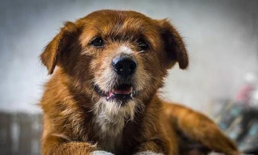 Thú cưng có cần cạo lông vào những ngày nóng không? Ngoài các tình huống cần thiết, đừng mù quáng cạo lông cho vật nuôi