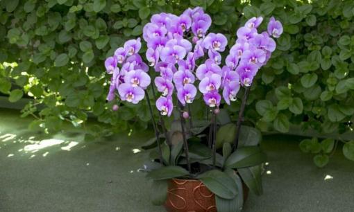 Đừng vứt những bông hoa mua trong dịp Tết, cắt bỏ chỗ này, mùa đông năm sau nó vẫn nở rực rỡ