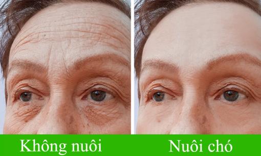Nuôi chó giúp bạn trẻ ra 10 tuổi và sống lâu hơn, đây là lý do tại sao?
