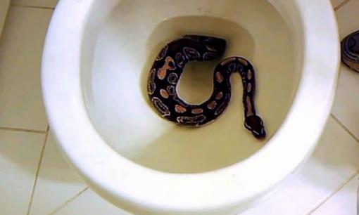 4 sinh vật có thể bò ra từ bồn cầu vệ sinh nhà bạn và đây là cách ngăn chặn chúng