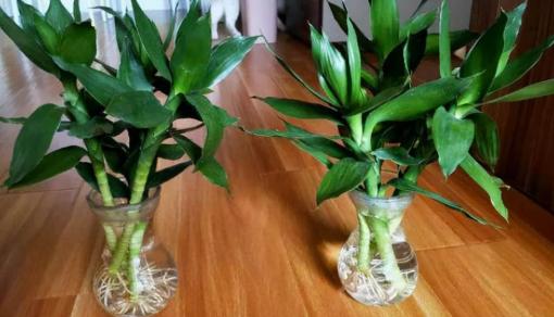 Để nuôi cây trúc phát lộc, không chỉ phát triển bằng nước, hãy nhớ '4 loại nước' này, cây mới phát triển thịnh vượng mà không bị vàng lá