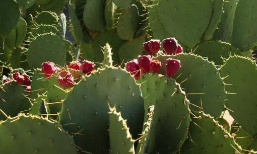 Ai có thể ngờ rằng thứ gai góc này lại có thể có nhiều chức năng như vậy? Có rất nhiều tác dụng ẩn có thể chữa bệnh cứu người!