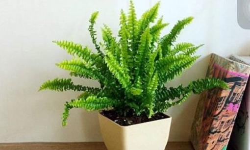 4 loại 'thảo mộc hút khí độc' này rất phù hợp cho căn bếp của bạn! Hút hết khói và giúp bạn nấu ăn với tâm trạng thoải mái! 