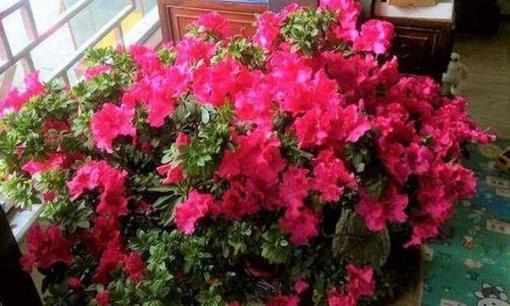 Loại nước này được xem là 'nước tiên' nuôi hoa, tưới thường xuyên, hoa lần lượt nở rộ, lá xanh mướt