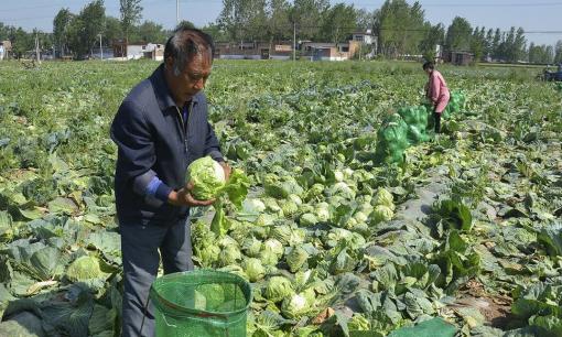 Khi mua bắp cải, nên chọn cái nào giữa 'lỏng' và 'chặt'? Lời khuyên của lão nông dân sẽ giải thích tất cả thắc mắc
