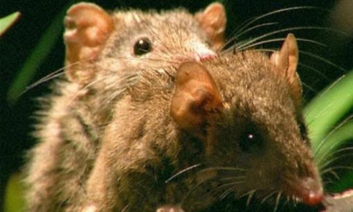 Sốc: Loài vật giao phối vài tiếng đồng hồ thậm chí một ngày, 'xong chuyện' thì lăn ra... chết