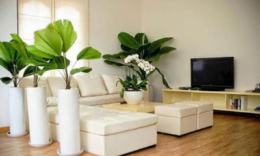 Thầy phong thủy: Đặt một cây tài lộc ở những vị trí này trong nhà không những không thu hút được của cải mà còn khiến bạn càng ngày càng nghèo