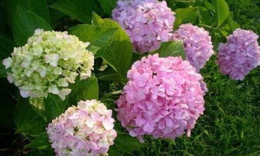 3 loại hoa trồng mùa xuân phát lộc, ưa nhìn và dễ nhân giống vào chậu, thích hợp cho người mới chơi