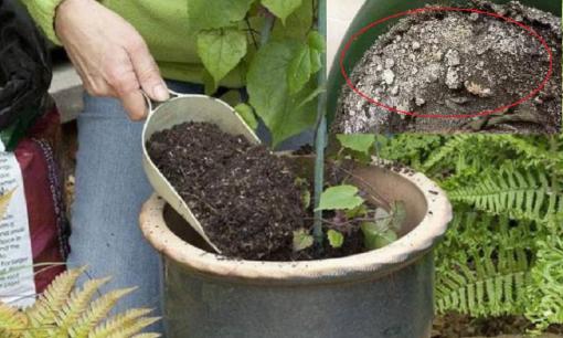 Nếu trong đất trồng hoa có 'tam chứng' thì nhanh chóng thay chậu và đất, nếu không sẽ bị vàng lá thối rễ