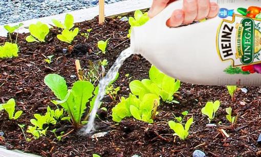 Đổ giấm lên cây trồng trong vườn nhà, đây là điều kỳ diệu sẽ xảy ra sau đó 