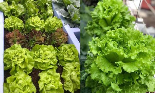 Kinh nghiệm trồng rau xà lách trong thùng, chậu để rau xanh mướt, ăn được quanh năm