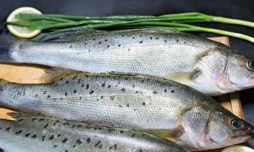 Có vài chỗ trên mình cá có rất nhiều độc tố, những chỗ này không nên ăn tùy tiện