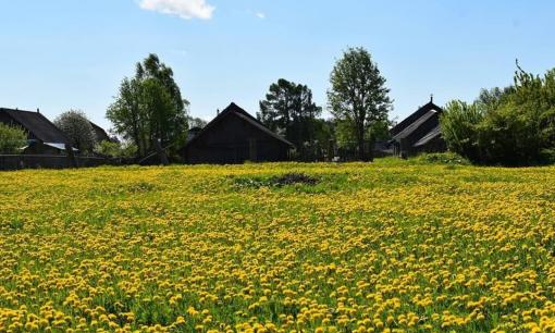 Những người bị dị ứng nên đối phó với mùa phấn hoa như thế nào?