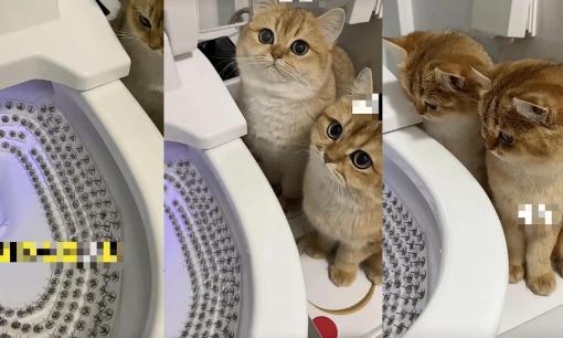 Để ngăn mèo uống nước trong bồn cầu, người chủ đã dùng 'biện pháp mạnh' khiến những chú mèo trông tiu nghỉu đến thương